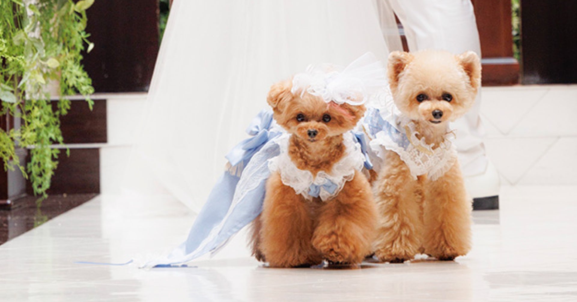 【8月2日(水)・3日(木)限定】愛犬のためのブライダルフェアを神戸異人館で開催のサブ画像2_ウェアのご試着でイメージを掴んで