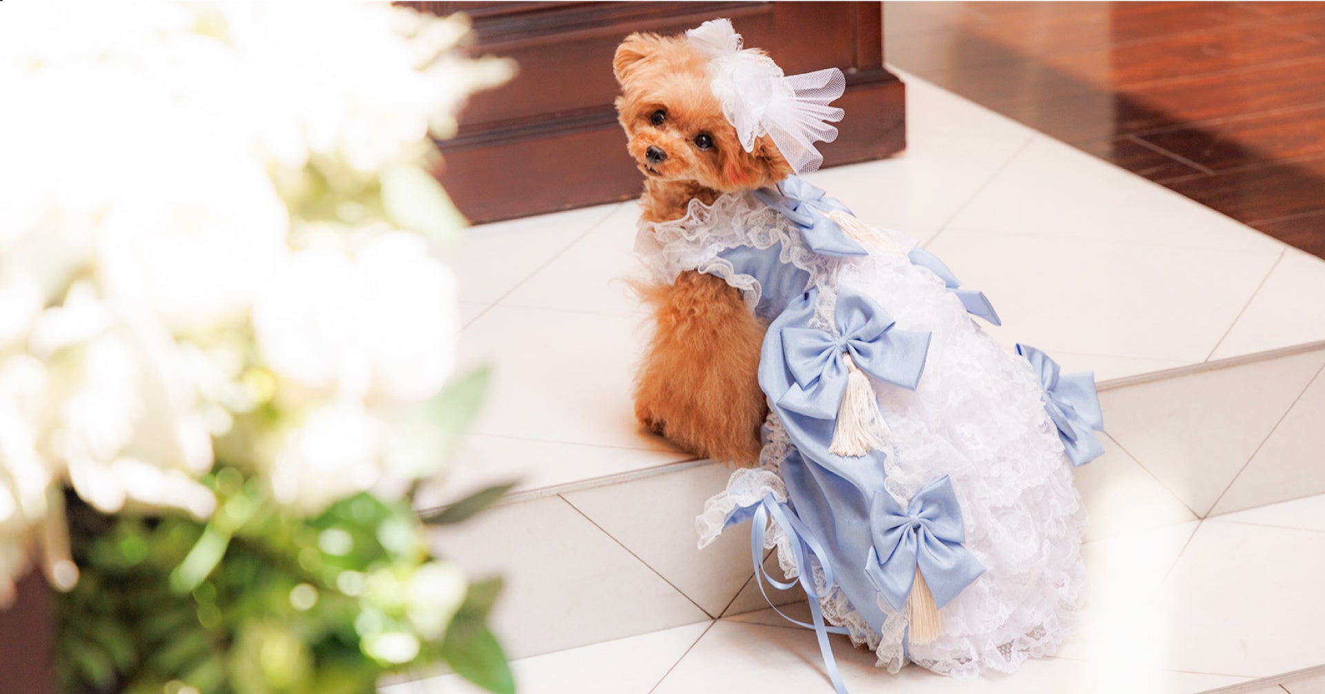 【8月2日(水)・3日(木)限定】愛犬のためのブライダルフェアを神戸異人館で開催のサブ画像3_セルフ撮影会も